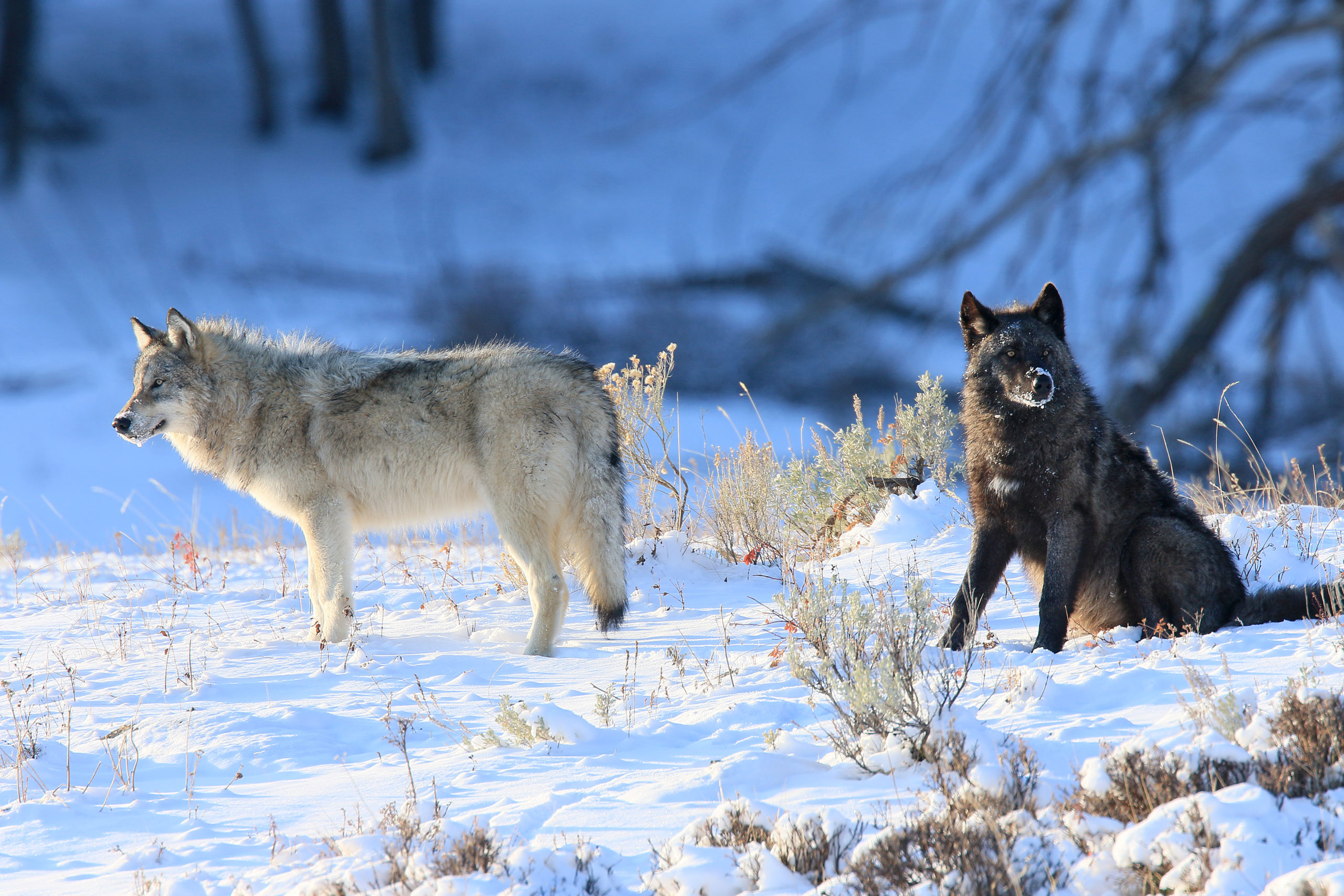 Keeping Wolves And Humans Safe In The Wild Rocky Mountain Wolf Project